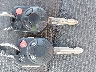 3FAHP0HA0CR****** Salvage 2012 Ford Fusion in North Carolina State