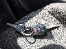 3N1AB7AP9KY****** Salvage 2019 Nissan Sentra in Missouri State