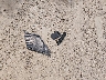 2HNYD2H39CH****** Destrozados 2012 Acura MDX en Estado de Wisconsin