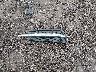 1G1PC5SB0D7****** Wrecked 2013 Chevrolet Cruze in Ohio State