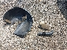 2FAFP71W95X****** Wrecked 2005 Ford Crown Victoria in Maryland State