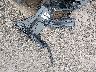 WP1AA2A59RL****** Wrecked 2024 Porsche Macan in Ohio State