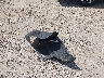 1HGCV1F3XMA****** Destrozados 2021 Honda Accord en Estado de Texas
