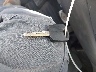 1FTRX17W91K****** Salvage 2001 Ford F-150 in California State