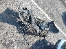 1C4RDHAG3HC****** Wrecked 2017 Dodge Durango in Tennessee State