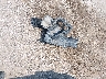 1GNKVGKD4HJ****** Wrecked 2017 Chevrolet Traverse in Nebraska State