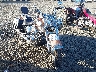 1HD1BW55X8Y****** Salvage and Wrecked 2008 Harley-Davidson Heritage Softail Classic in Rec Rides Online Exclusive