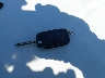 WAUDT48H44K****** Salvage 2004 Audi A4 in California State