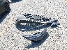 KMHLN4AJ9PU****** Wrecked 2023 Hyundai Elantra Hybrid in California State