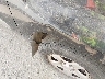 JTEGD20V240****** Salvamento y Reparables 2004 Toyota RAV4 en Estado de Texas