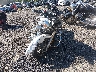 JYAVP24E89A****** Usados y Reparables 2009 Yamaha Xvs1300 en Estado de Virginia
