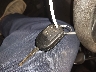 1FMCU9GD0HU****** Salvage 2017 Ford Escape in Pennsylvania State