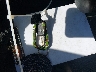 1FMZU62E65Z****** Salvamento 2005 Ford Explorer en Estado de California