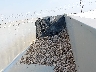 ID30004***** Usados y Reparables 2008 Ravens Dump Semi Trailer en Estado de Nuevo México
