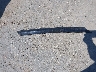 1N4AA6AP2HC****** Wrecked 2017 Nissan Maxima in California State