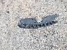 2C3CDXHG0GH****** Destrozados 2016 Dodge Charger en Estado de Carolina del Norte