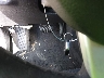 2C3CDXBG9DH****** Salvage 2013 Dodge Charger in Mississippi State