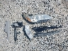 4T4BF1FK9FR****** Wrecked 2015 Toyota Camry in Arkansas State