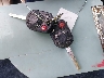 1FADP3K23HL****** Salvage 2017 Ford Focus in Tennessee State