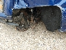 1GCUKREC2EF****** Wrecked 2014 Chevrolet Silverado 1500 in Kentucky State
