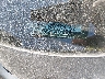 1N4AL2AP3BN****** Salvage 2011 Nissan Altima in New York State
