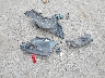 4S4BRBFC3A3****** Wrecked 2010 Subaru Outback in Washington State
