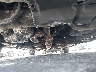 4T1BK46KX8U****** Destrozados 2008 Toyota Camry en Estado de California