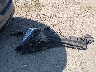1N4AL3AP7JC****** Wrecked 2018 Nissan Altima in Texas State