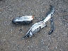 JHMCR6F76HC****** Wrecked 2017 Honda Accord Hybrid in Maryland State