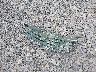 JN1CY0AR4AM****** Wrecked 2010 Infiniti M35 in New York State
