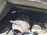 1FMEU15L33L****** Repairable 2003 Ford Expedition in Roanoke