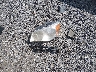 2C4RDGCG8FR****** Wrecked 2015 Dodge Grand Caravan in South Carolina State
