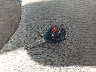 2T3BF35V29W****** Salvamento 2009 Toyota RAV4 en Estado de Carolina del Norte