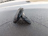 1G4HR54K5YU****** Salvage 2000 Buick LeSabre in Iowa State