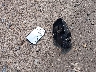 2GNALCEK6H6****** Wrecked 2017 Chevrolet Equinox in Wisconsin State