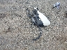 2HKRW2H85JH****** Repairable 2018 Honda CR-V