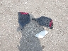 SHHFK7H57JU****** Wrecked 2018 Honda Civic in Kansas State