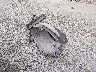 1GNALCEK0GZ****** Destrozados 2016 Chevrolet Equinox en Estado de Ohio