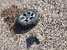 5J6RW1H53JL****** Wrecked 2018 Honda CR-V in Texas State