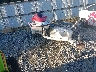 YAMA270***** Salvamento y Destrozados 1998 Yamaha Qt50 en Atlanta North