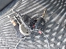 1B3BD4FB6BN****** Salvamento 2011 Dodge Avenger en Estado de Texas