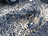 SADCL2BV9HA****** Destrozados 2017 Jaguar F-PACE en Estado de Carolina del Sur