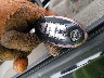 5N1AR1NB4CC****** Salvage 2012 Nissan Pathfinder in Pennsylvania State