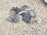WDDDJ72X89A****** Wrecked 2009 Mercedes-Benz CLS-Class in California State