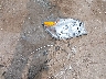 3G5DA03L97S****** Destrozados 2007 Buick Rendezvous en Estado de Indiana
