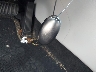 5NMJECDE6SH****** Salvamento 2025 Hyundai Tucson en Estado de Virginia
