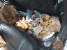 5NPEF4JA7LH****** Used 2020 Hyundai Sonata in New York State