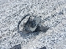 WVGEP9BP3GD****** Destrozados 2016 Volkswagen Touareg en Estado de Florida