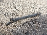 4KDB4B1R3WJ****** Wrecked 1998 GMC W4 in California State