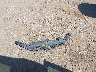 5TDZZRFH2JS****** Wrecked 2018 Toyota Highlander in Texas State